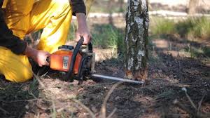 How Our Tree Care Process Works  in Le Center, MN